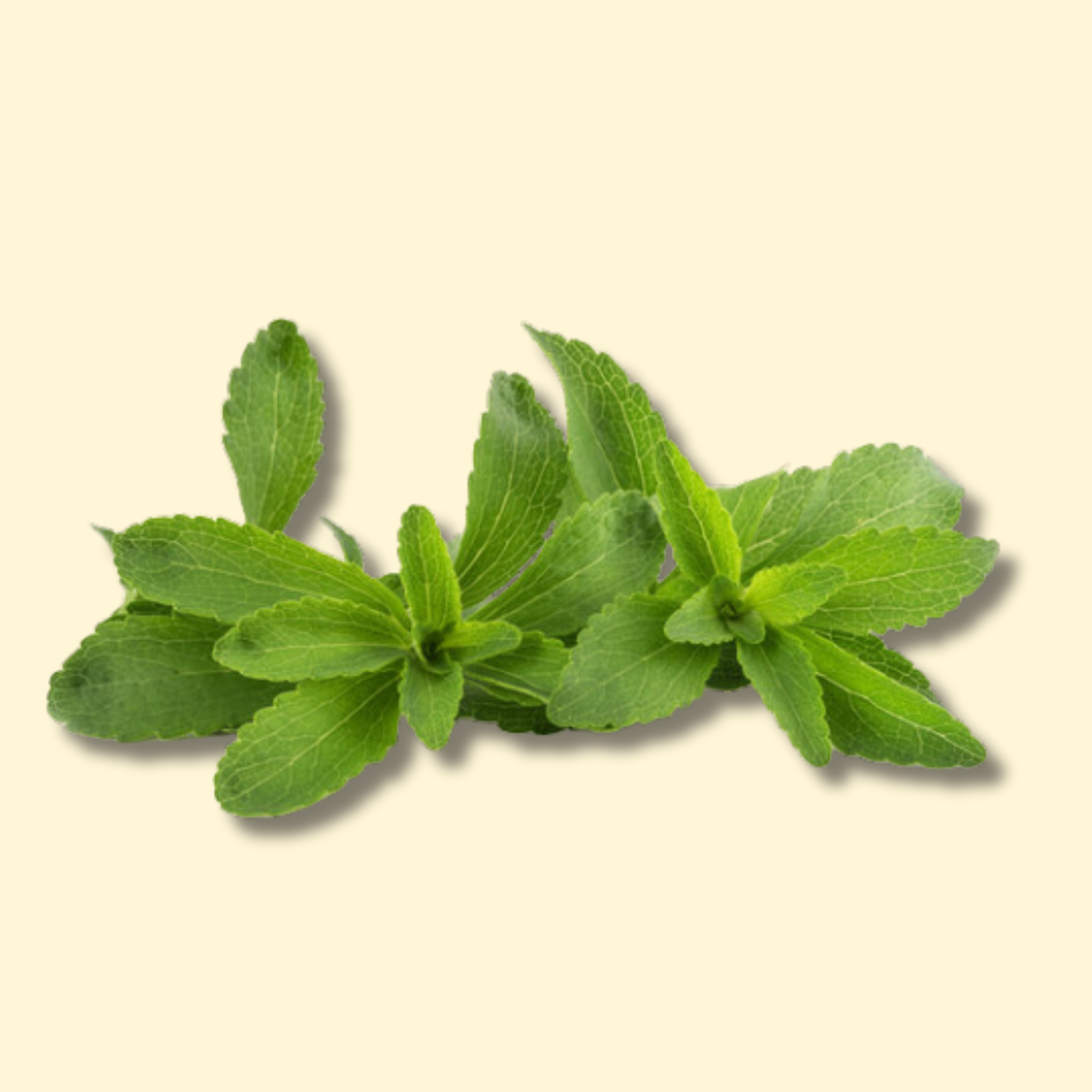 PREMIUM Dry Stevia Leaves - 50g Jar